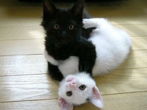 Photo:  Black cat White cat